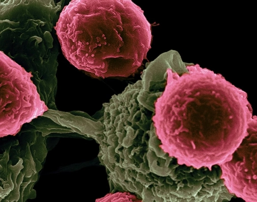 ADNA Cellule 03 Image