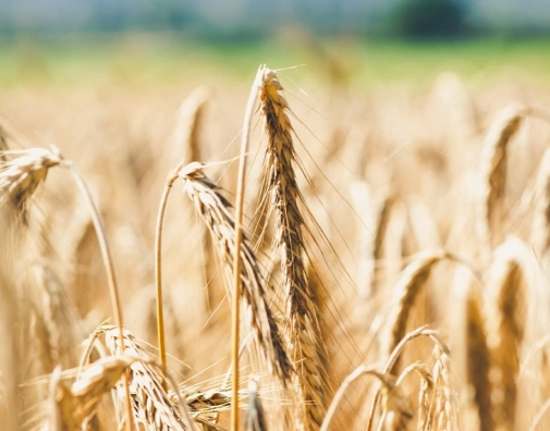 ADNA Option02 Nutrition Image