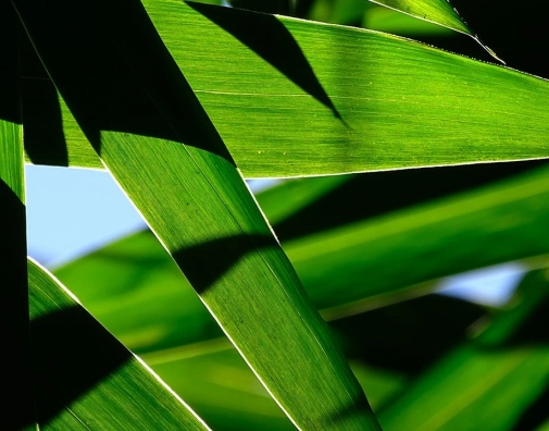 ADNA Nature 01 Image