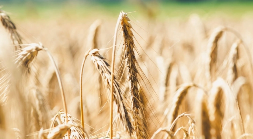 ADNA Option02 Nutrition Image